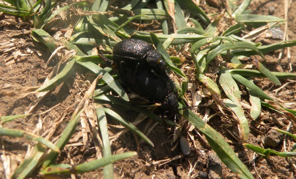 Dal PN del Pollino: Galeruca sp. (Chrysomelidae)